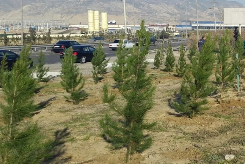 Hacıqabulda ağacəkmə aksiyası keçirilib