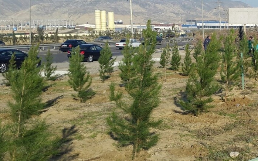 Hacıqabulda ağacəkmə aksiyası keçirilib