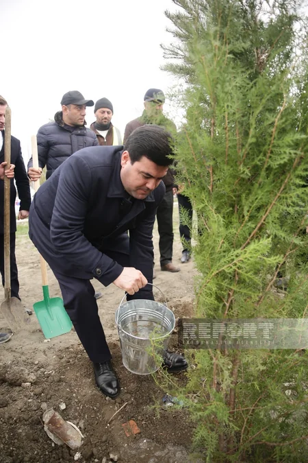 В Хачмазе прошла акция по посадке деревьев в рамках Года Гейдара Алиева