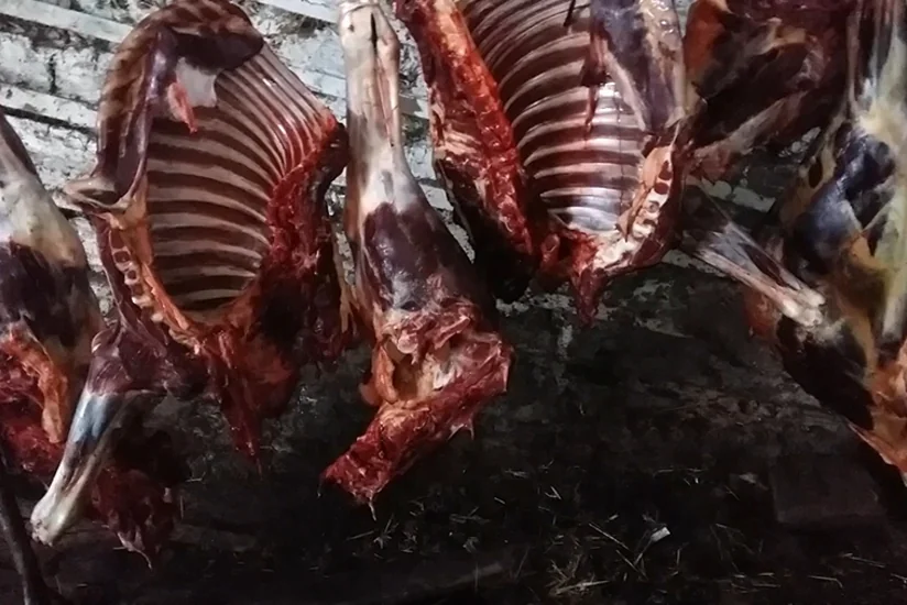 Cəlilabadda fermada kəsilən at ətlərində bakterioloji çirklənmə aşkar edilib
