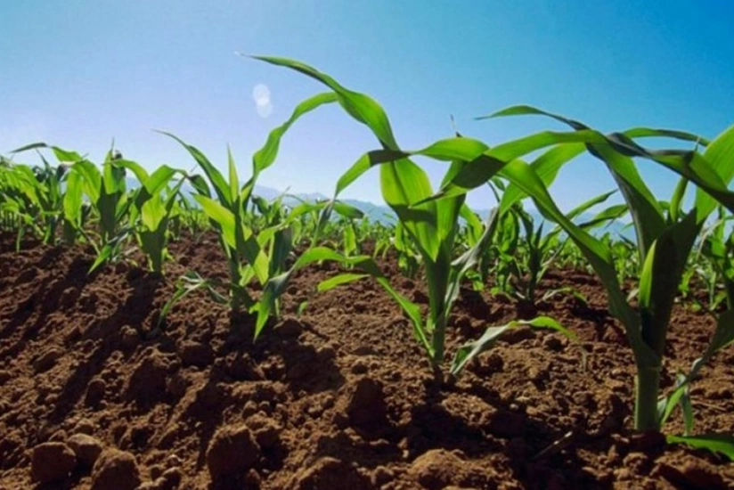 Biləsuvarda payız əkinində 32 min hektar sahədə dənli bitkilərin əkini planlaşdırılır