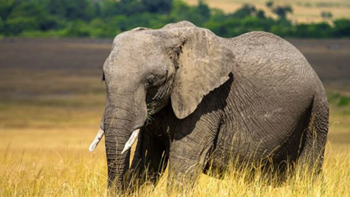 Botsvanada yenidən fillərin kütləvi ölümü qeydə alınıb