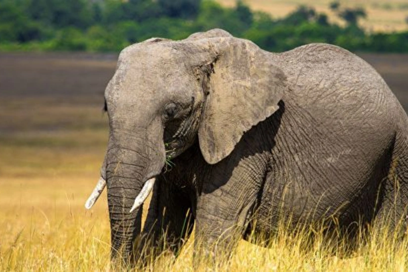 Botsvanada yenidən fillərin kütləvi ölümü qeydə alınıb