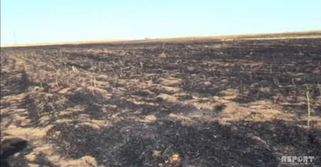 Cəlilabadda taxıl sahəsi yanıb - FOTO