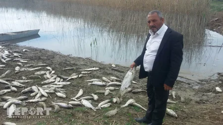 Ağcabədidə balıqlar kütləvi şəkildə tələf olub - FOTO
