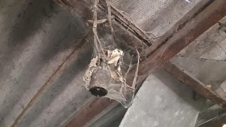 Kürdəmirdə kafe-restoran sahibləri cərimələndi - VİDEO