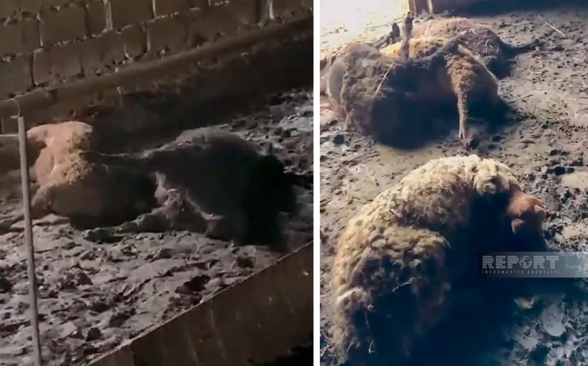 Ağstafada canavarlar fermada 27 qoyunu parçalayıb