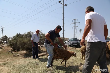 Bakıda qurbanlıq heyvanların satış yarmarkaları  - FOTOREPORTAJ