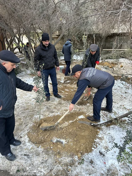 Binəqədi rayonunda ağac kəsintisi faktı aşkarlanıb
