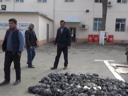 ​Masallı sakini 200-ə yaxın qanunsuz ovlanmış çöl quşu ilə saxlanılıb - FOTO