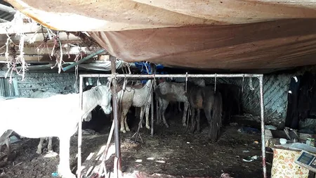 Cəlilabadın Maşlıq kəndində qanunsuz at kəsimi və at əti tədarükü ilə məşğul olanlar aşkarlanıb
