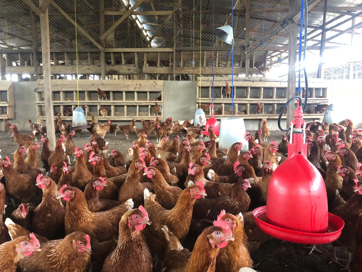 Предлагается освободить от НДС импорт кормов для птицы в Азербайджан