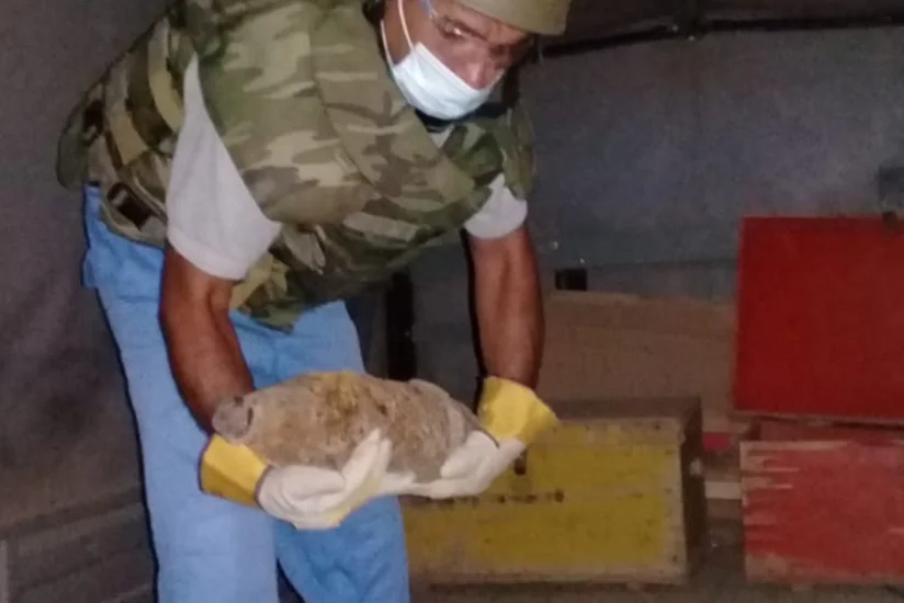 Füzuli rayonunda top mərmisi aşkarlandı