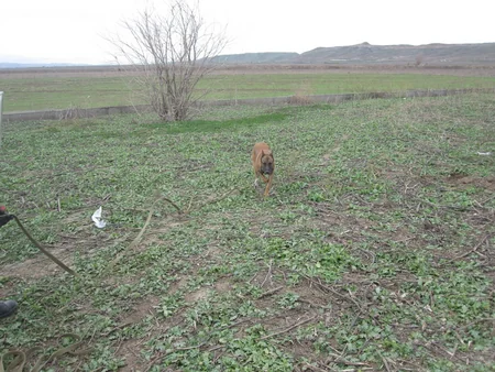 Cocuq Mərcanlıda 3 ədəd PHS aşkar edilib