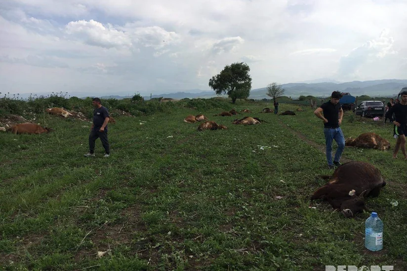 Gürcüstanda azərbaycanlı fermerə məxsus mal-qara arasında kütləvi tələfat baş verib - FOTO