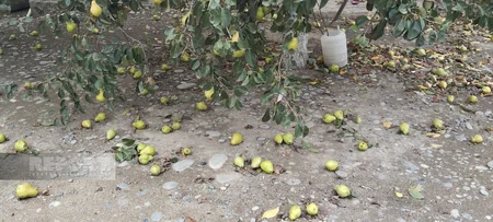 Güclü külək və yağış Xaçmaza ziyan vurub, kəndlər işıqsız qalıb