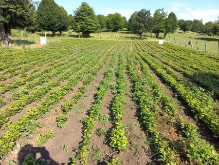 На территориях лесного фонда началась подготовка к осеннему посевному сезону