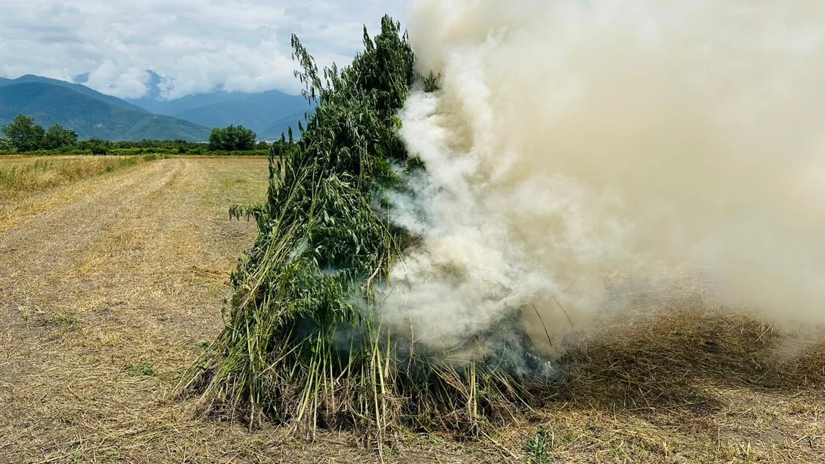 Oğuzda 5 tona yaxın narkotik tərkibli bitki məhv edilib
