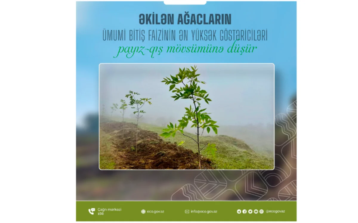 Xidmət rəisi: Payızın sonu və qışın şaxtasız dövrü ağac əkini üçün əlverişli vaxtdır