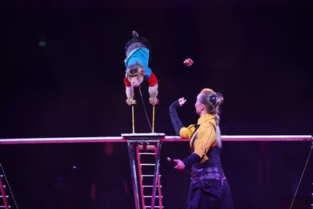 Məşhur Yuri Nikulin Sirki Bakıya gəlib