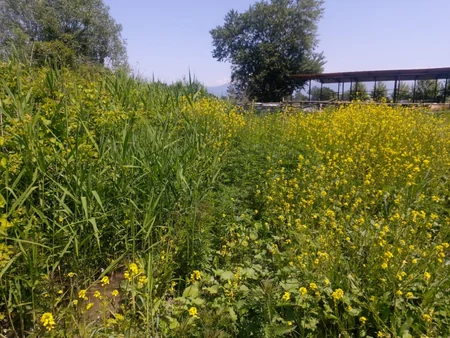 Şəkidə 1 ton 500 kq narkotik vasitə məhv edilib