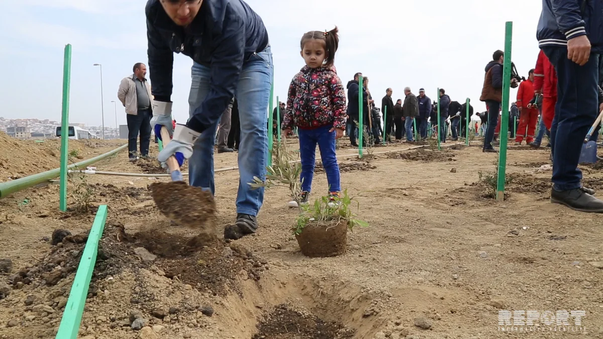 SOCAR-ın əməkdaşları 7 500 ağac və gül kolu əkib - VİDEO
