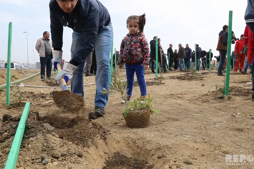 SOCAR-ın əməkdaşları 7 500 ağac və gül kolu əkib - VİDEO