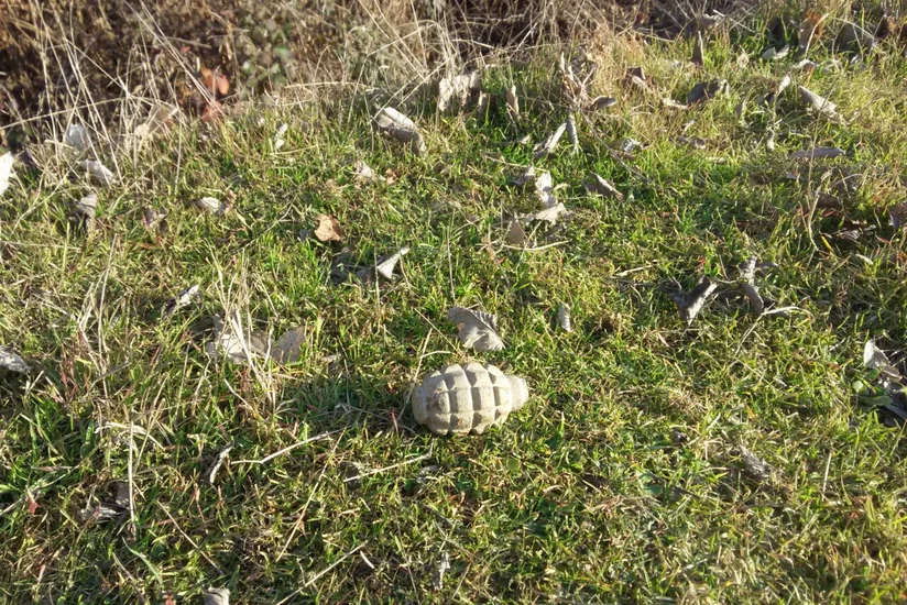 Ağstafada həyətyanı sahədə 1 ədəd F-1 əlqumbarası aşkar edilib