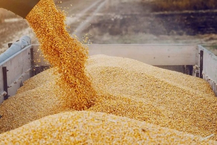 Qazaxıstandan taxıl ixracı bu il 12 milyon tona çatacaq