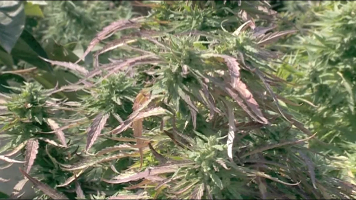 Narkotik yetişdirən Şəmkir sakini saxlanılıb