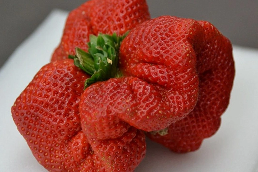 Выращенная в Израиле гигантская клубника попала в Книгу рекордов Гиннесса