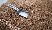 Azerbaijan increases wheat imports by 56%