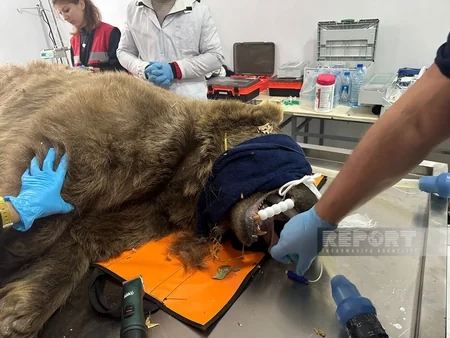 Altıağacda qonur ayılar peyvəndlənib