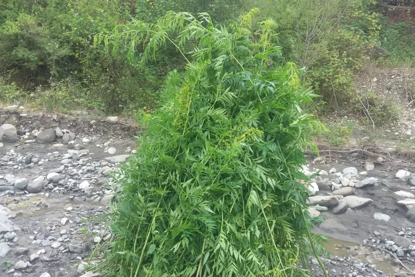 İsmayıllıda 900 kq-dan artıq narkotik vasitə məhv edilib