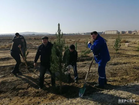 Payız ağacəkmə kampaniyası Şirvan şəhərində davam etdirilib