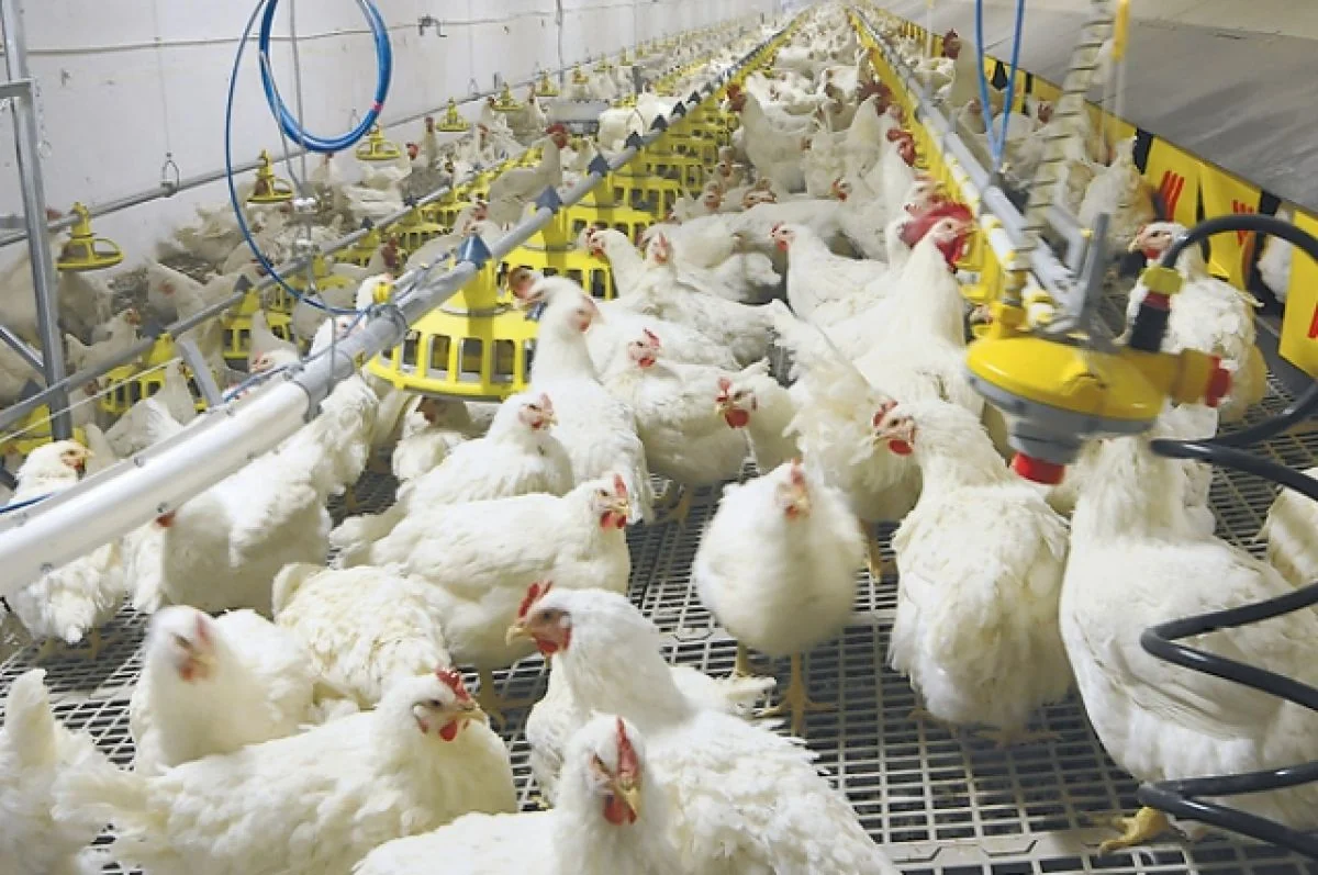 Bolqarıstanda quş qripi epidemiyası qeydə alınıb