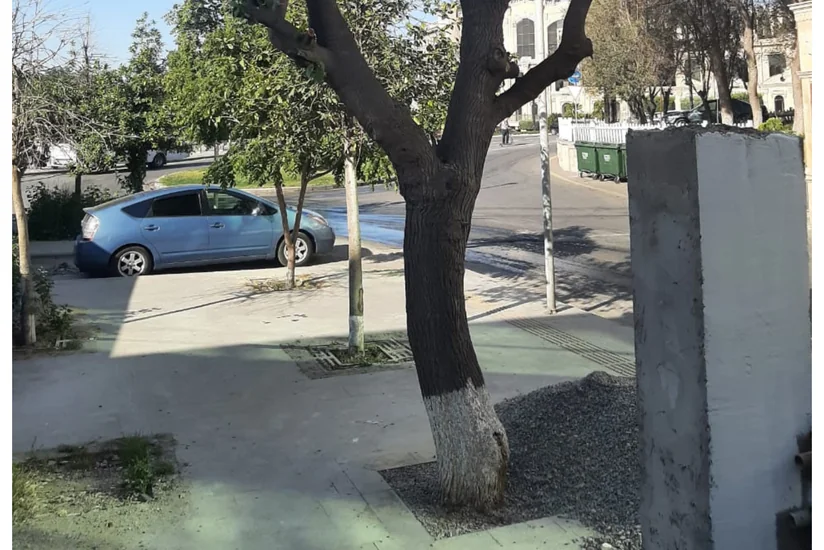 Bakıda ağacı qanunsuz budayan şəxs cəzalandırılıb
