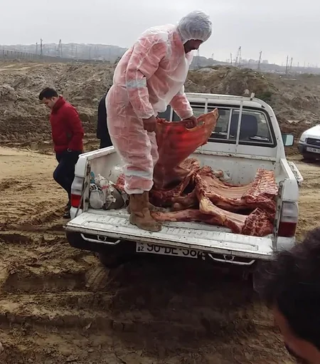 Bakıya satış məqsədi ilə gətirilən yararsız heyvan cəmdəkləri zərərsizləşdirilib
