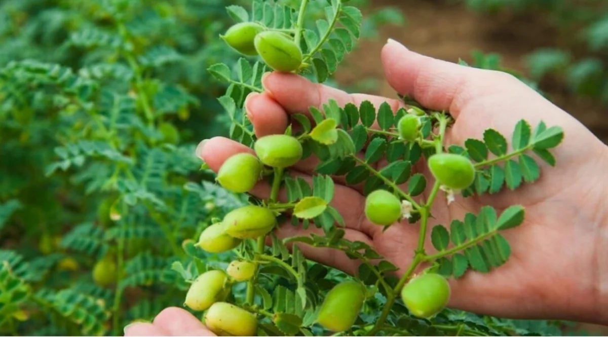 В Джалилабаде значительно увеличена площадь гороховых полей