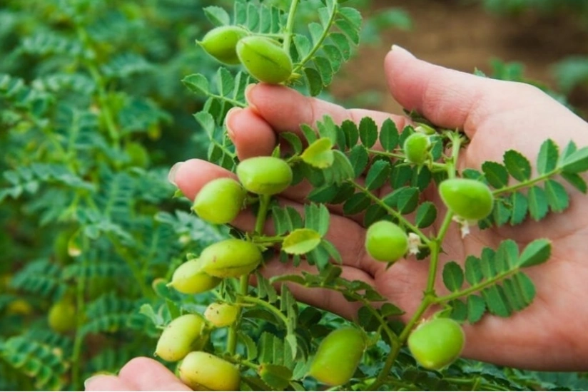 В Джалилабаде значительно увеличена площадь гороховых полей