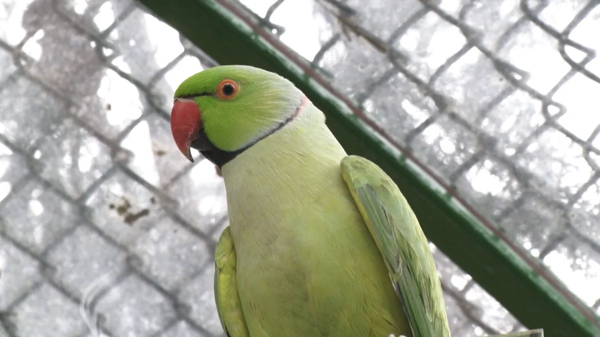 В Бакинский парк выпущены попугаи - ВИДЕОРЕПОРТАЖ