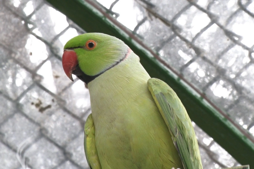 В Бакинский парк выпущены попугаи - ВИДЕОРЕПОРТАЖ