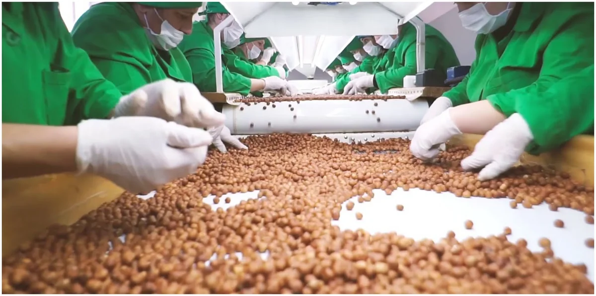 Azerbaijan to launch new Hazelnut Processing Plant in Khachmaz 