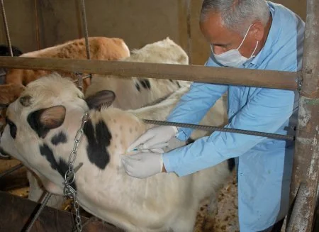 Baytarlıq Xidməti Qobustanda epizootiya əleyhinə tədbirlər aparır