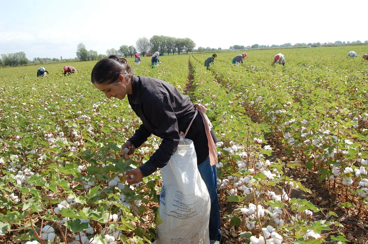 Azərbaycanda pambıq yığımına başlanılıb - VİDEO - YENİLƏNİB