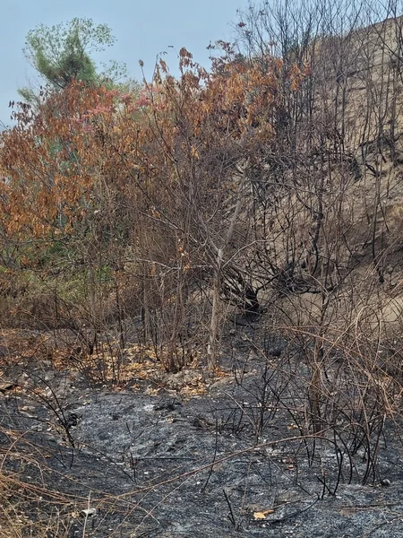 Deputy Minister: Fires committed by Armenians cause serious damage to regional ecosystem