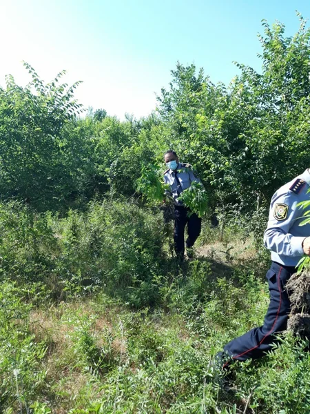 Azərbaycanda 2 hektar sahədə 1 ton narkotik bitki aşkarlandı - VİDEO