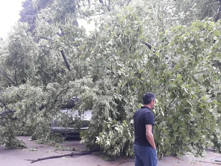 Qazaxda külək irigövdəli ağacları avtomobillərin üstünə aşırıb