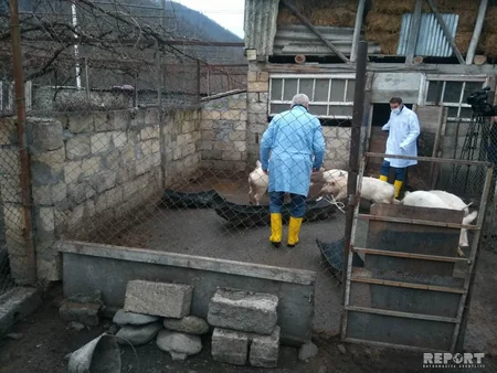 Gürcüstanla sərhəd olan Qax rayonunda donuz qripinə qarşı tədbirlər görülür - FOTO