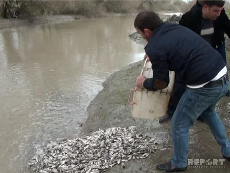 ​Salyanda Akkuşa çayına 30 mindən artıq balıq buraxılıb - FOTO